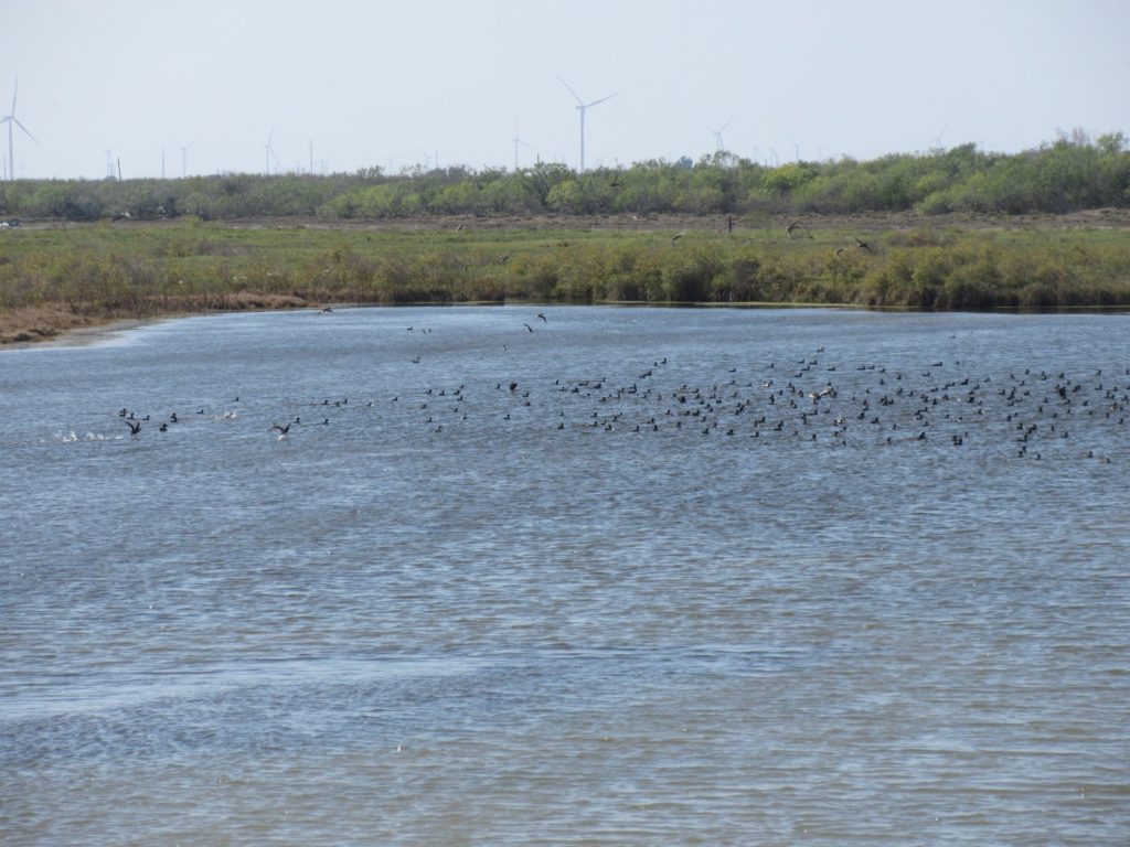 As the waters head to Copano Bay, they flow under the 188 bridge just west of 361. Two photos were taken from the bridge, one looking south, the other looking north.