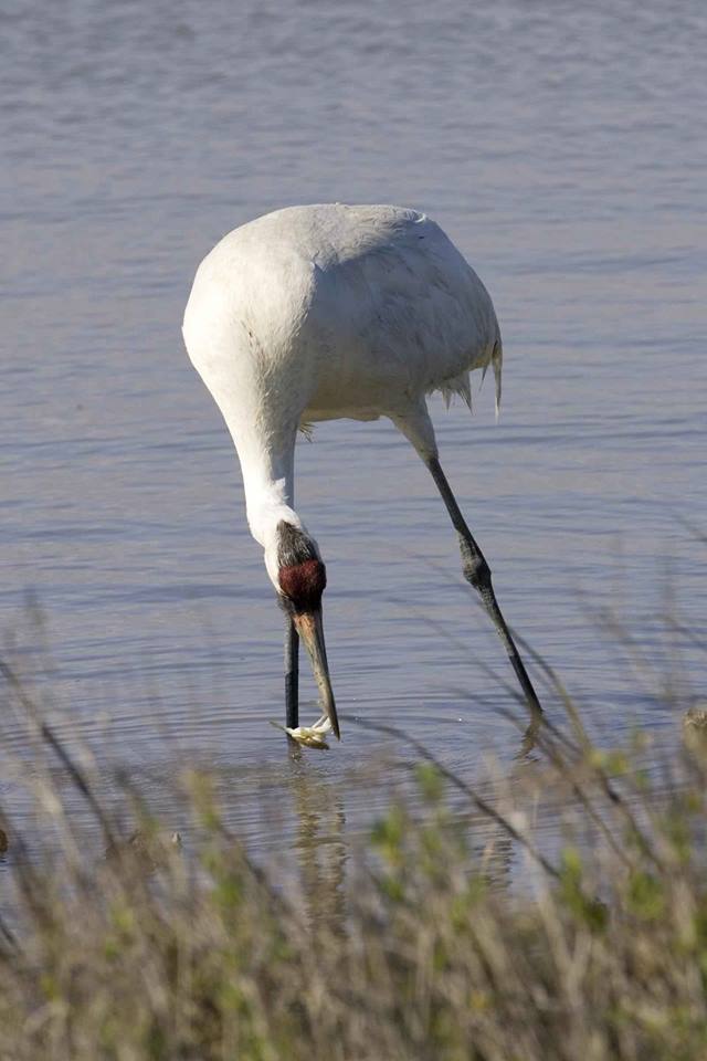 Is the Whooping Crane Habitat at Risk? – Portland Citizens United